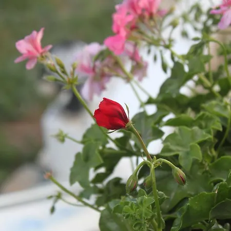 Hotel Bumerang Bodrum