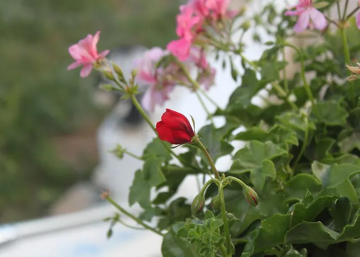 Szálloda Capaci Bodrum